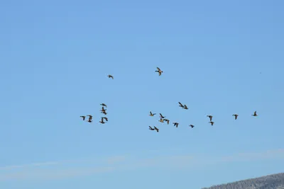 DSC_3052 (Large).JPG